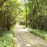 Imagem de uma via cercada por natureza no Parque Lagoa do Nado, utilizada no artigo para ilustrar a viabilidade e o aspecto visual de soluções de infraestrutura verde voltadas para o manejo das águas pluviais no ambiente urbano.