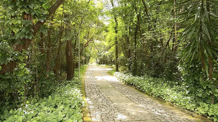 Imagem de uma via cercada por natureza no Parque Lagoa do Nado, utilizada no artigo para ilustrar a viabilidade e o aspecto visual de soluções de infraestrutura verde voltadas para o manejo das águas pluviais no ambiente urbano.