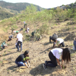 Fotografia mostrando um grupo diverso de jovens e adultos ajoelhados em uma encosta de vegetação rasteira, plantando pequenas mudas de árvores. Ao fundo, um viveiro coberto por tela de sombreamento e montanhas. A imagem ilustra uma ação comunitária de reflorestamento, servindo como uma metáfora visual para as escolhas cuidadosas que os eleitores devem fazer nas urnas para semear o futuro ambiental do país.