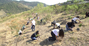 Fotografia mostrando um grupo diverso de jovens e adultos ajoelhados em uma encosta de vegetação rasteira, plantando pequenas mudas de árvores. Ao fundo, um viveiro coberto por tela de sombreamento e montanhas. A imagem ilustra uma ação comunitária de reflorestamento, servindo como uma metáfora visual para as escolhas cuidadosas que os eleitores devem fazer nas urnas para semear o futuro ambiental do país.